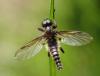 Bibio lanigerus